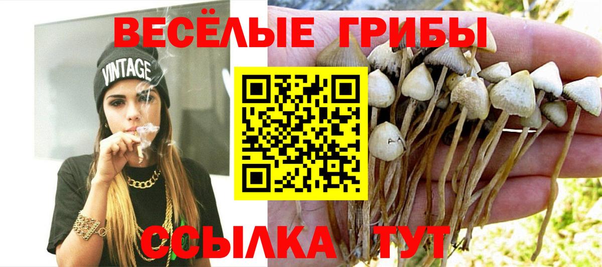 Галлюциногенные грибы Psilocybe Балашиха